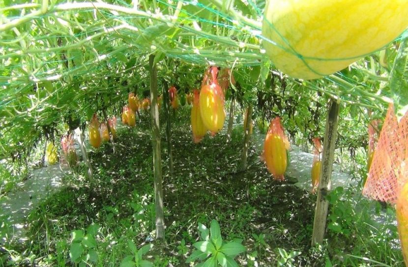 মাচায় ঝুলছে অসময়ের হলুদ তরমুজ