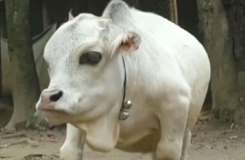 মারা গেছে ‘রানী’