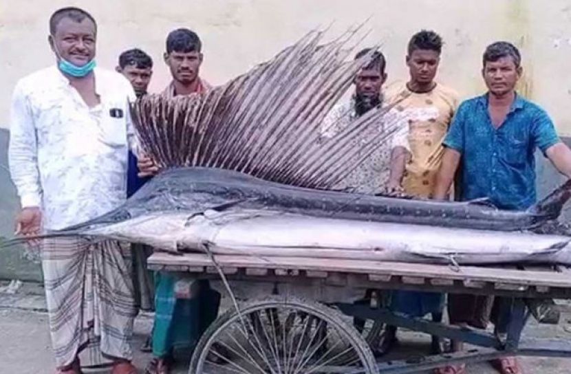 ৫৫ কেজির গোলপাতা মাছ