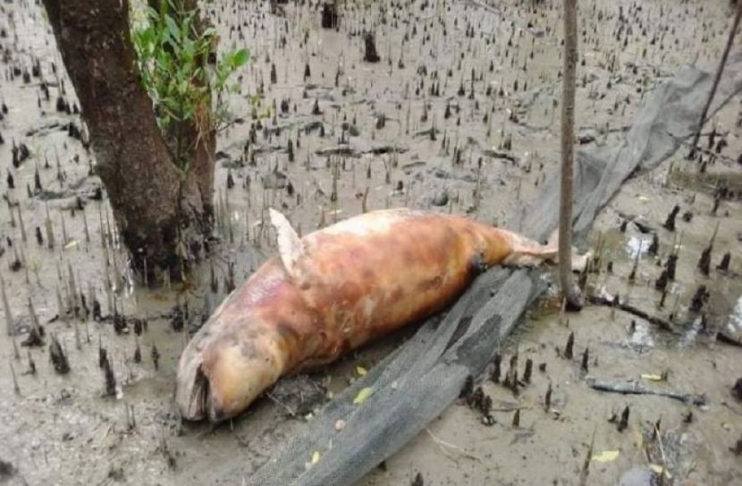 সীতাকুণ্ডের উপকূল অঞ্চলে মৃত ডলফিন উদ্ধার