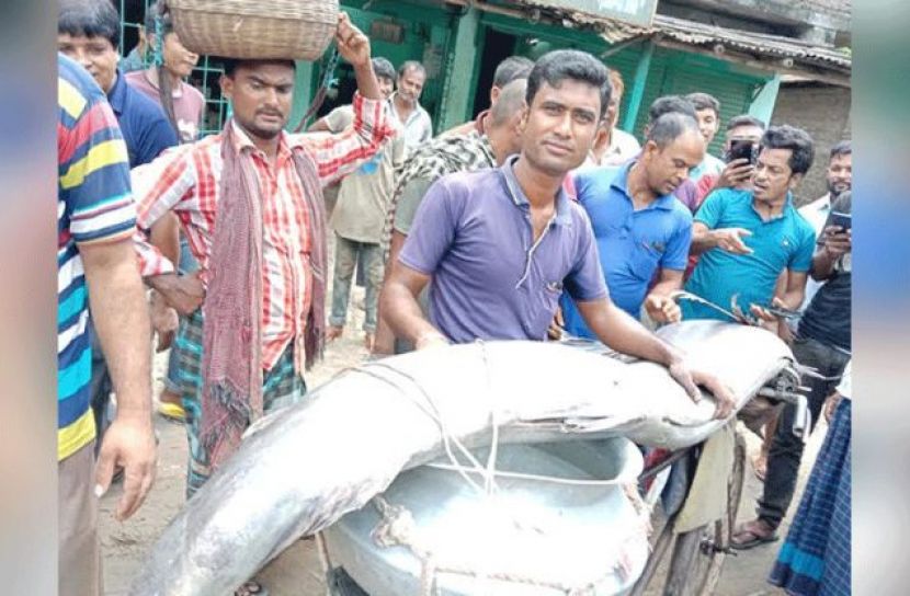 ৬০ কেজির সামুদ্রিক ছুরি ধরা পড়লো নদীতে