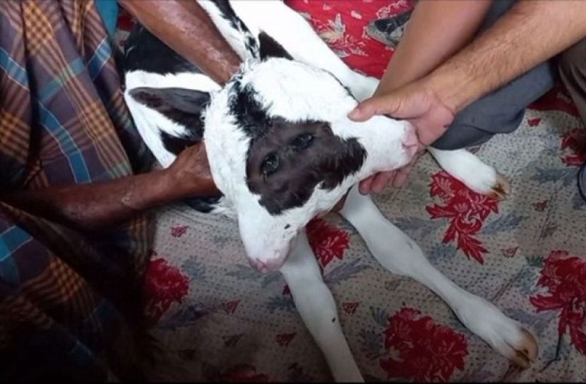দুই মাথা আর চার চোখের বকনা বাছুর