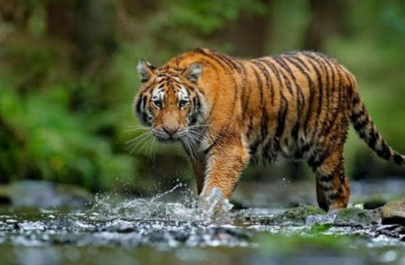 লোকালয়ে ভেসে আসছে বাঘের গর্জন