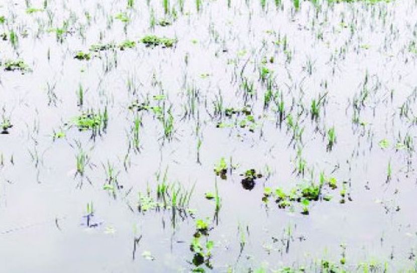 ৩ হাজার হেক্টর আমন পানির নিচে