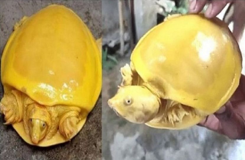খালে মিললো হলুদ কচ্ছপ