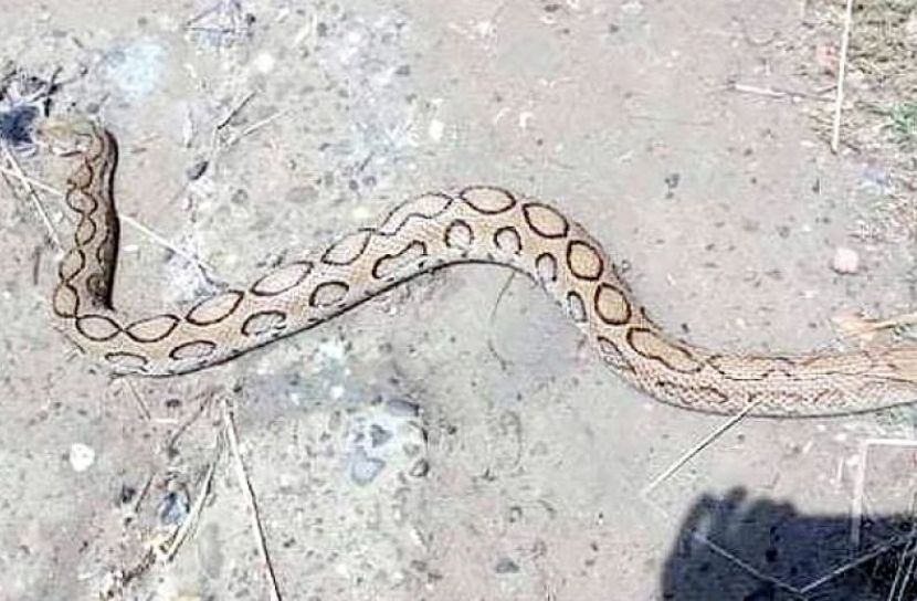 উজানের পানিতে বিষধর চন্দ্রবোড়া
