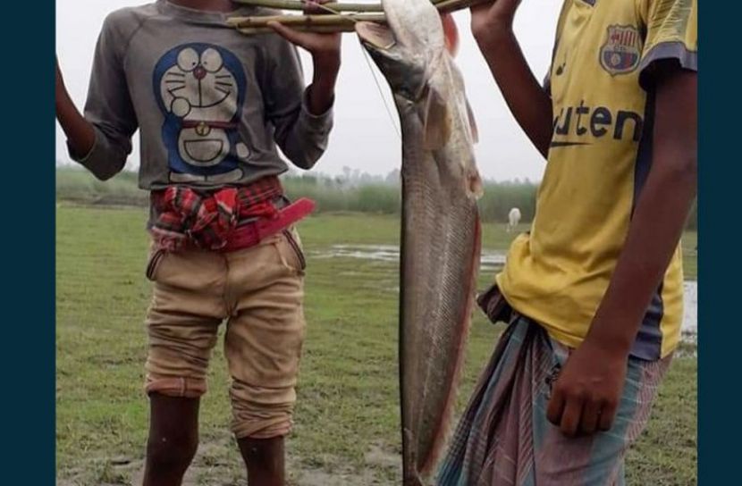 লাফ দিয়ে নৌকায় উঠেছে ৫ কেজির বোয়াল!