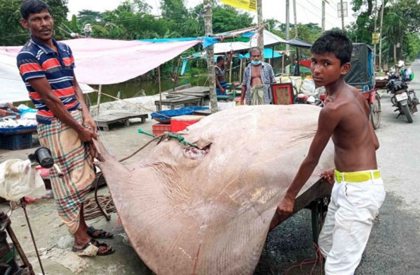 ১০ মণ ওজনের শাপলাপাতা মাছ  