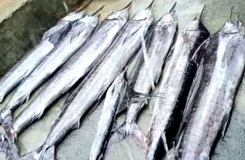 ধরা পড়লো বিরল প্রজাতির ৮ সেইল ফিশ