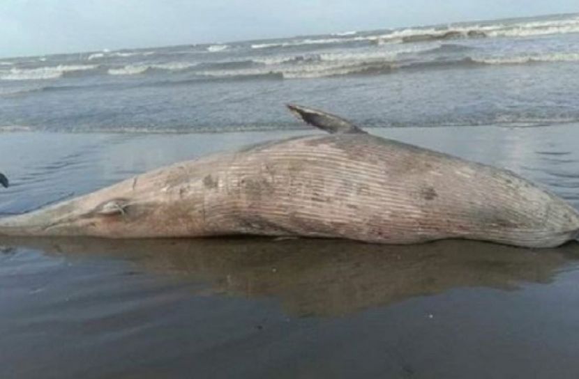 সৈকতে ভেসে এলো মৃত তিমি