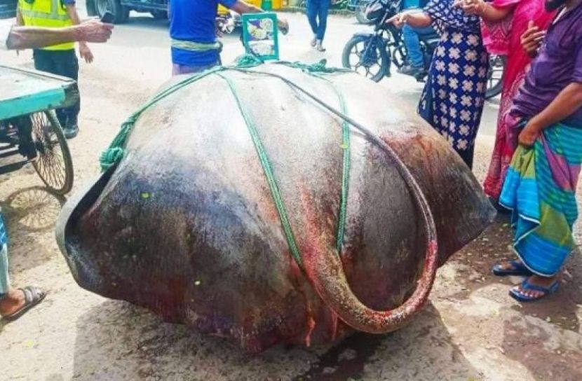 জেলের জালে ১০ মণ ওজনের শাপলাপাতা