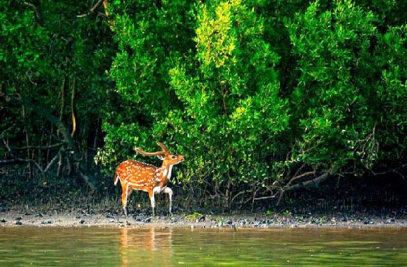 পর্যটকদের জন্য উন্মুক্ত হচ্ছে সুন্দরবন