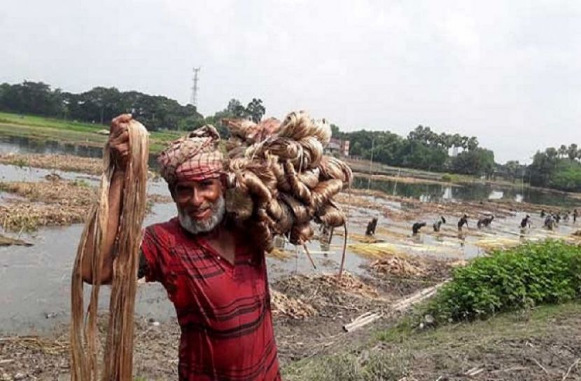 সোনালী আঁশের সুদিন ফিরেছে টাঙ্গাইলে 