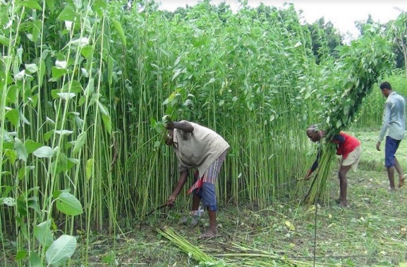 পাটের দামে খুশি কৃষক