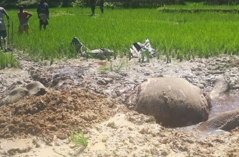 হত্যার পর হাতির শরীর থেকে মাথা-পা বিচ্ছিন্ন