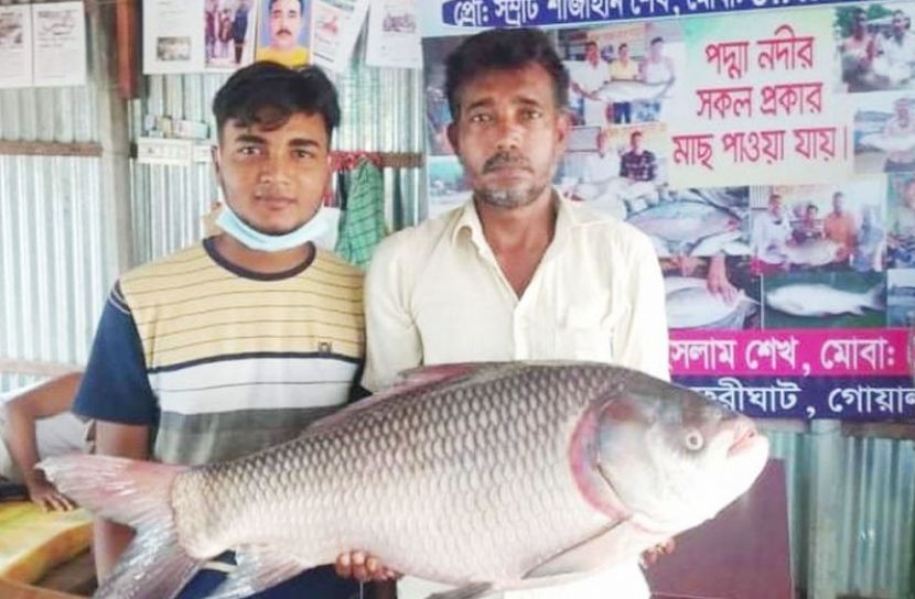 জেলের জালে সাড়ে ১৪ কেজির কাতল