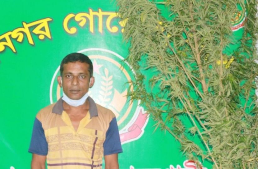 ৩০ হাজার টাকার গাঁজা গাছ জব্দ, গ্রেফতার ১