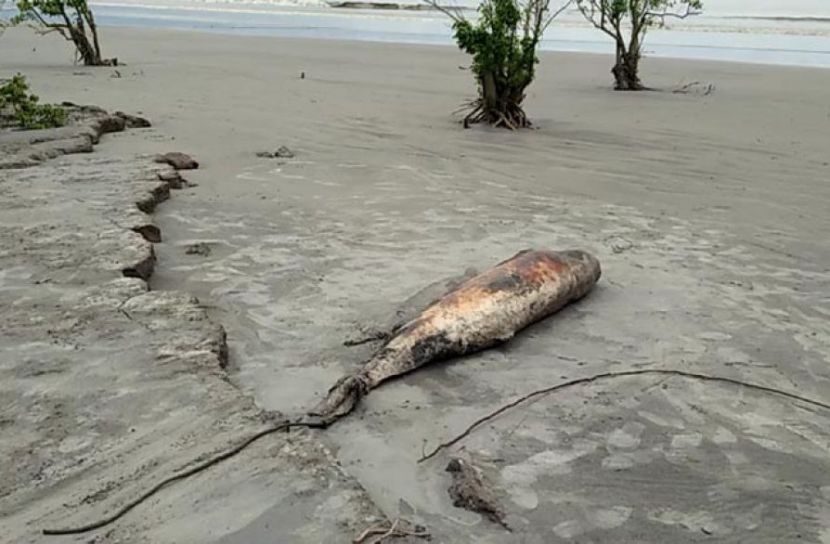 সৈকতে আবারও ভেসে এলো মৃত ডলফিন