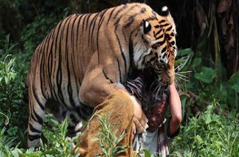 বাঘের সঙ্গে যুদ্ধ করে বেঁচে গেলেন সুদর্শন