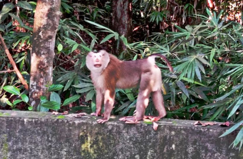 উল্টো লেজের বানর