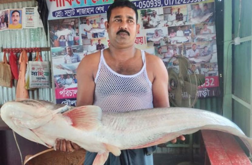 এক বোয়ালের দাম ৫৬১০০ টাকা
