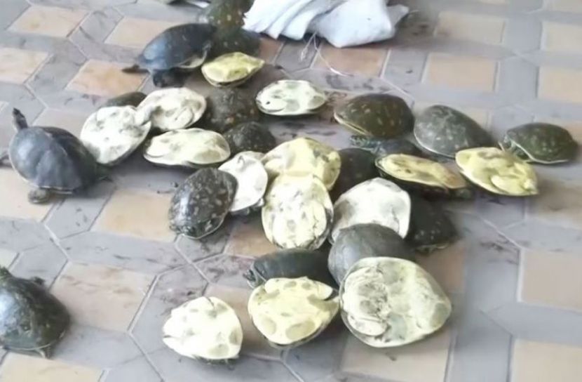 বিআরটিসি বাস থেকে ৩৫ কচ্ছপ উদ্ধার