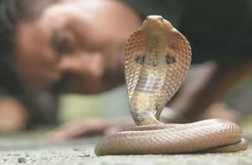 ইউটিউব দেখে সাপ ধরতে গিয়ে হাসপাতালে যুবক