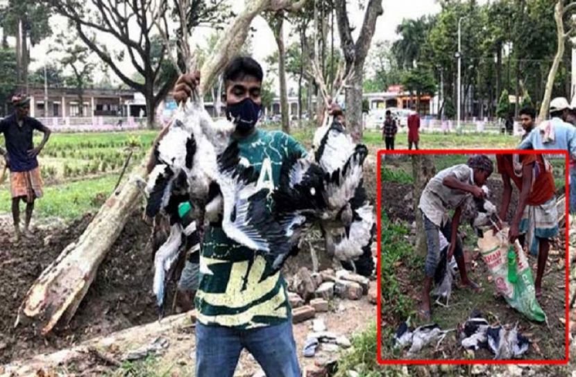 গাছ কর্তনে মারা গেল ৩ ডজন পাখির ছানা