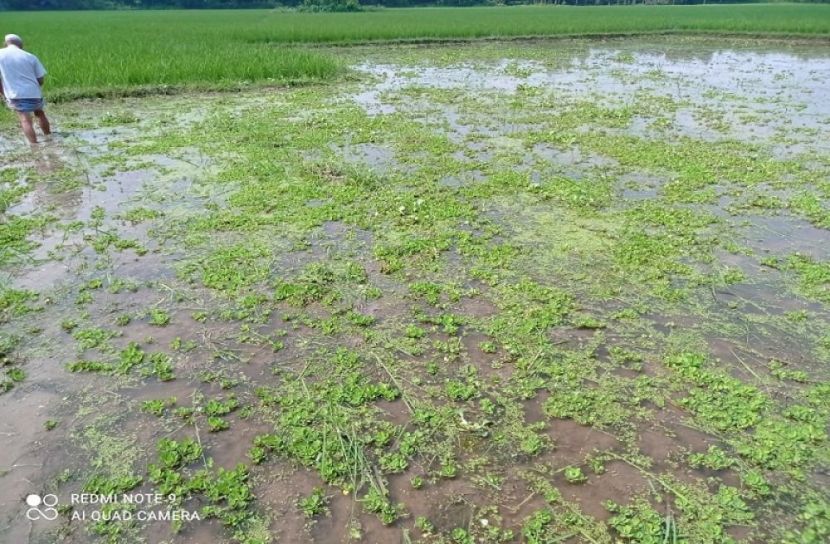 ঠাকুরগাঁওয়ে চিকিৎসকের উপর হামলা 