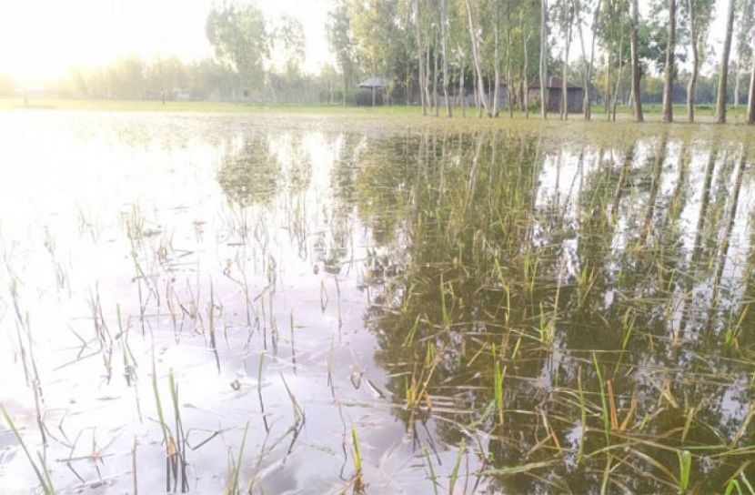 কুড়িগ্রামে পানির নিচে ২৭ হাজার হেক্টর ফসল