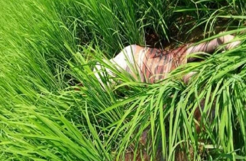 ধানক্ষেতে মিলল অজ্ঞাত ব্যক্তির অর্ধগলিত লাশ