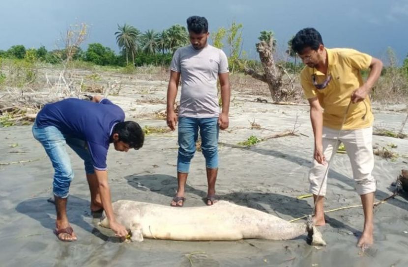 সৈকতে ভেসে এলো দুটি মৃত ডলফিন