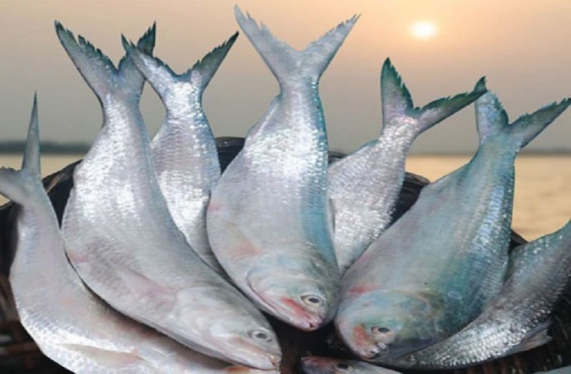 দামের রাজা ইলিশ