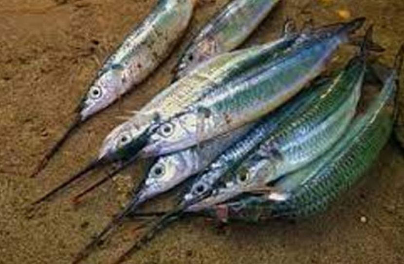 পুকুরে চাষ হবে কাকিলা মাছ
