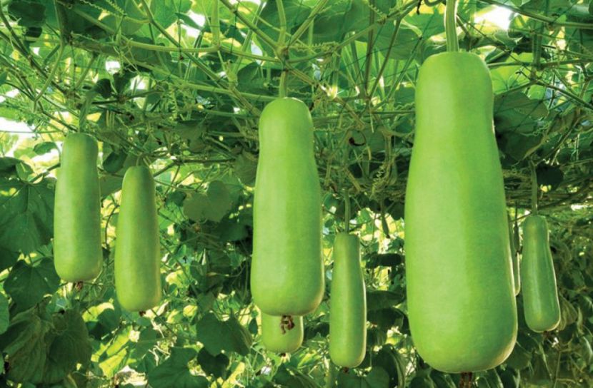 লাউয়ের ১০ গুণ