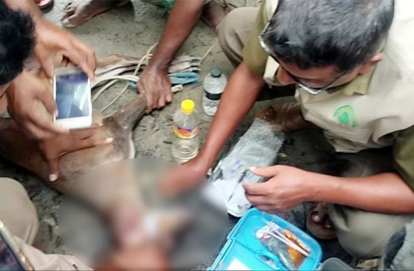 আহত হরিণটিকে উদ্ধার করে চিকিৎসা দেয় বন বিভাগ।