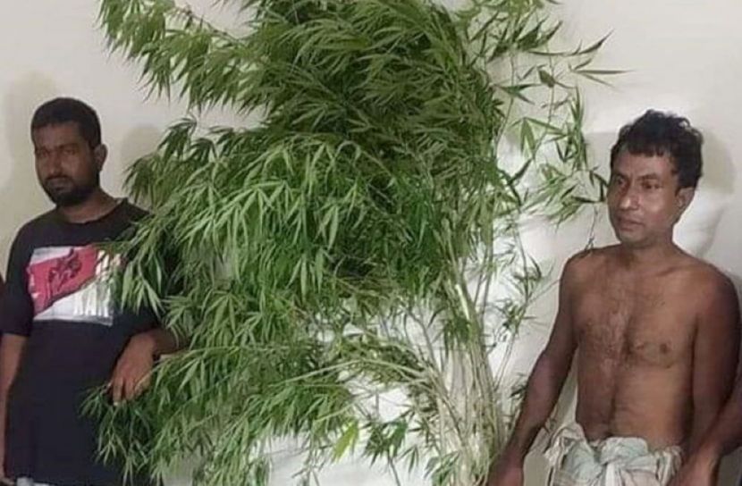 বাড়িতে দুই ভাইয়ের গাঁজা চাষ