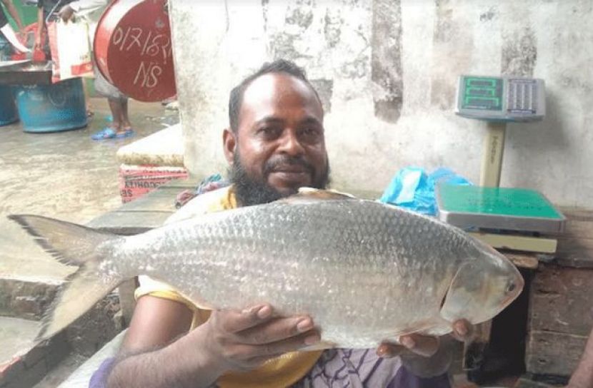 আড়াই কেজির ইলিশ