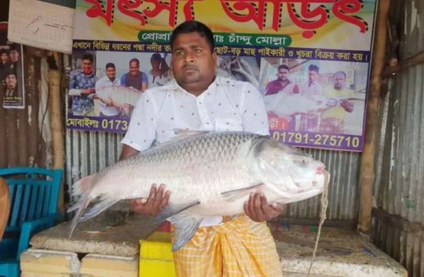 কাতল