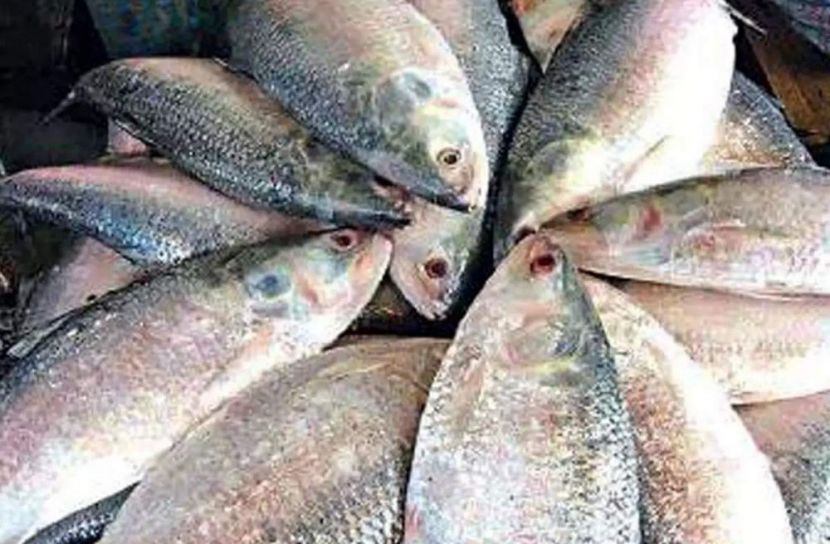 ২০৮০ টন ইলিশ যাচ্ছে ভারতে
