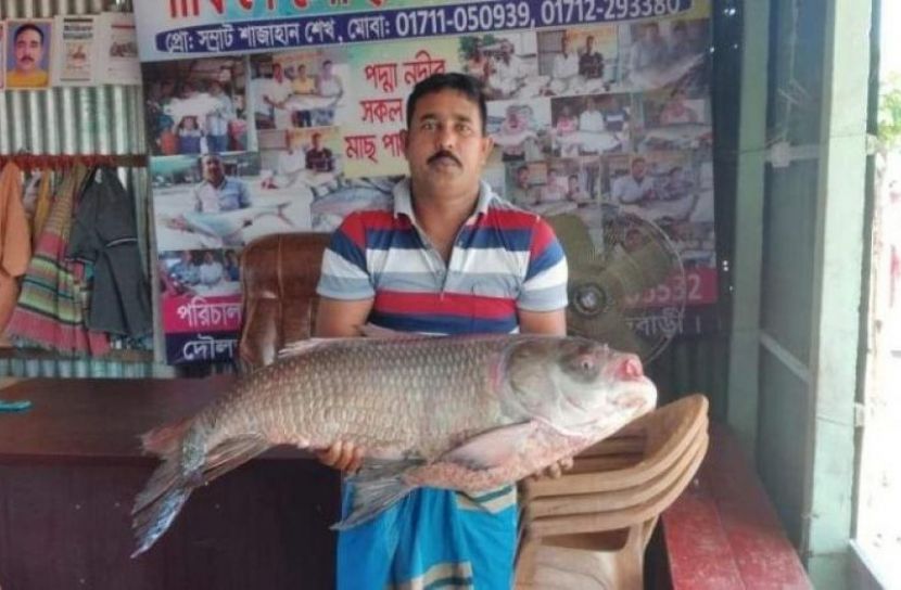 কাতল