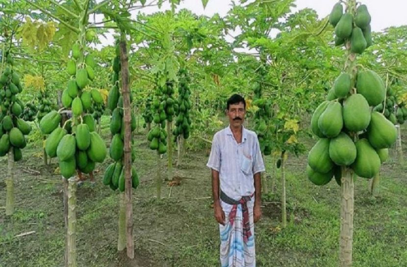 এক পেঁপে গাছেই বাড়ি-গাড়ি