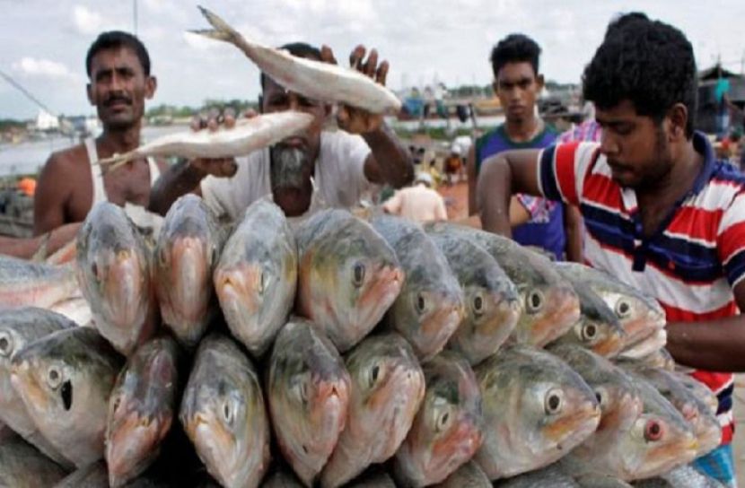 ইলিশের সরবরাহ বাড়লেও কমছে না দাম
