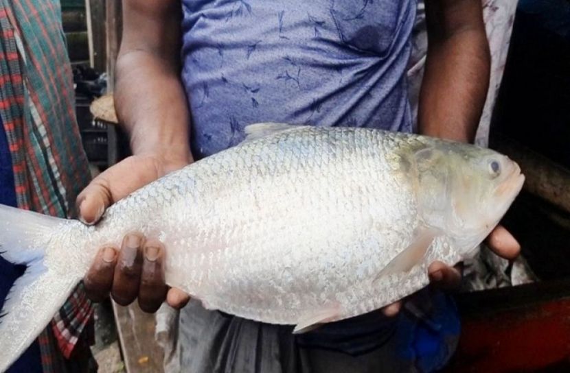 ৪ হাজার টাকায় এক ইলিশ