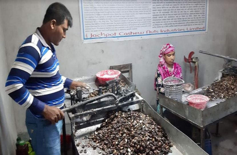 নীলফামারীর কাজু বাদামে সমৃদ্ধির হাতছানি