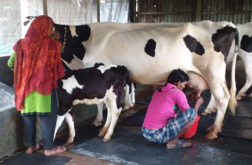 খামারি পর্যায়ে দুধের দাম বাড়ানোর সুপারিশ