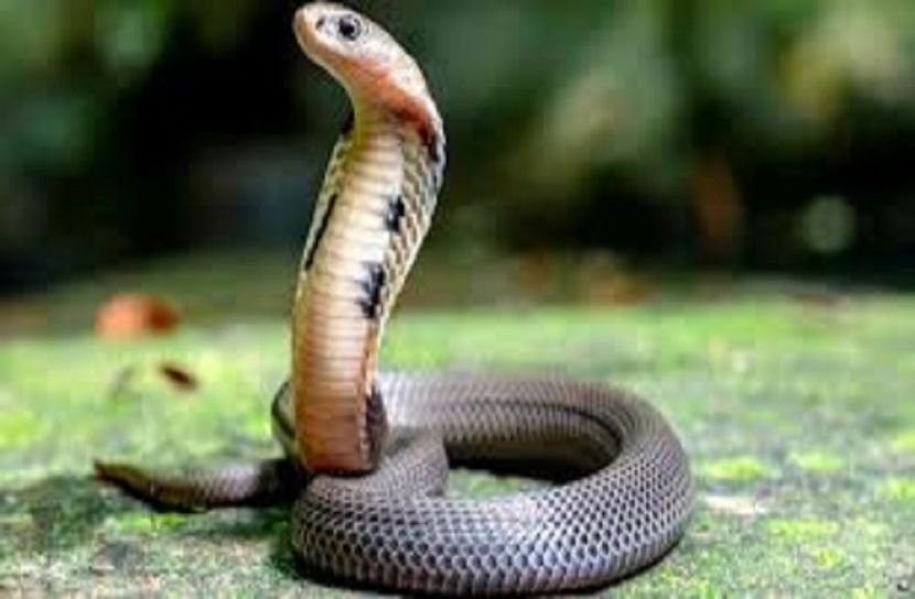 সাপ