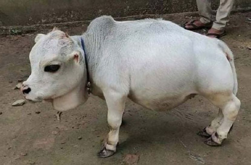 মৃত্যুর পর গিনেস বুকে রানি