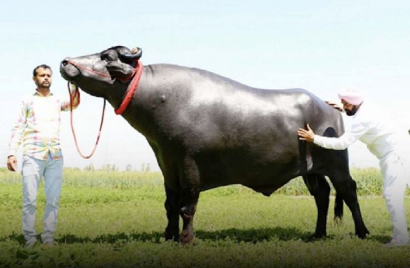 সুলতান
