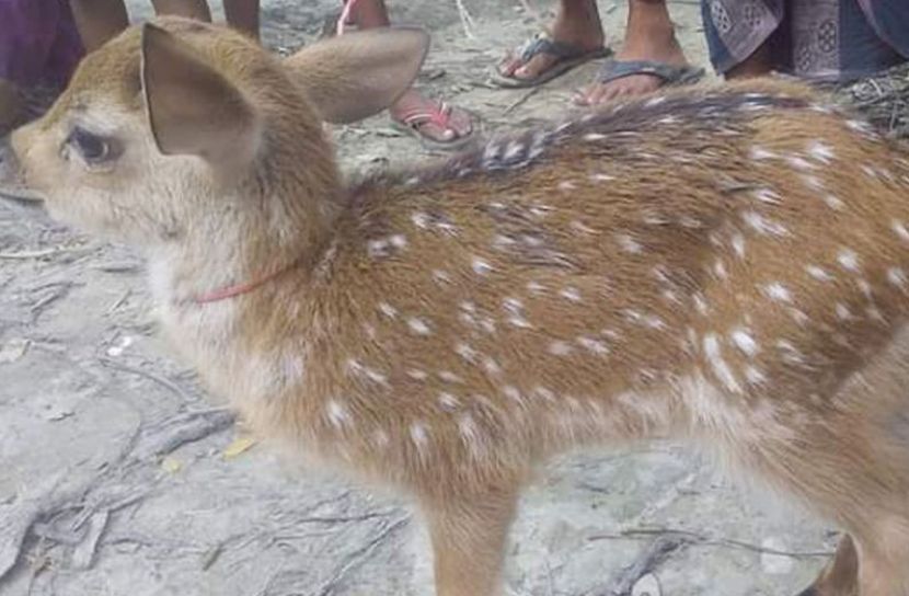 হ‌রিণ শাবক‌